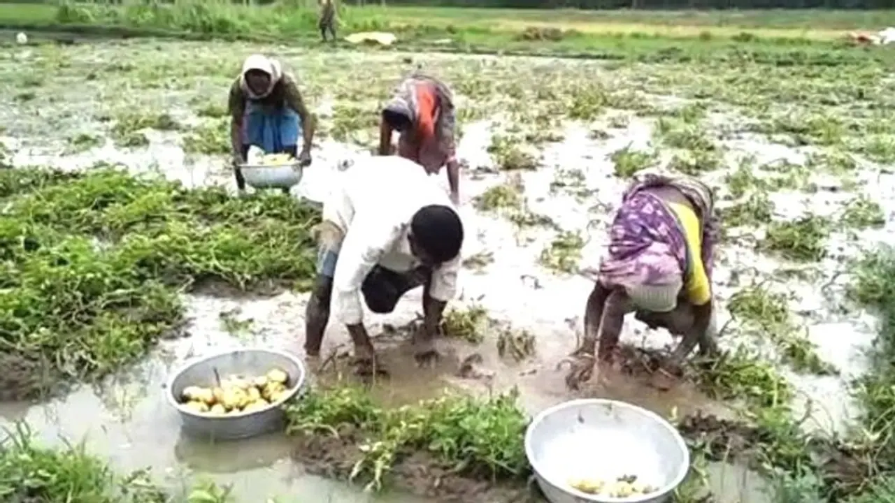 অকাল বর্ষণে ডুবেছে জমি, পাম্পিং করেও 'অধরা' আলুর ভবিষ্যৎ অকাল বর্ষণে ডুবেছে জমি, পাম্পিং করেও 'অধরা' আলুর ভবিষ্যৎ