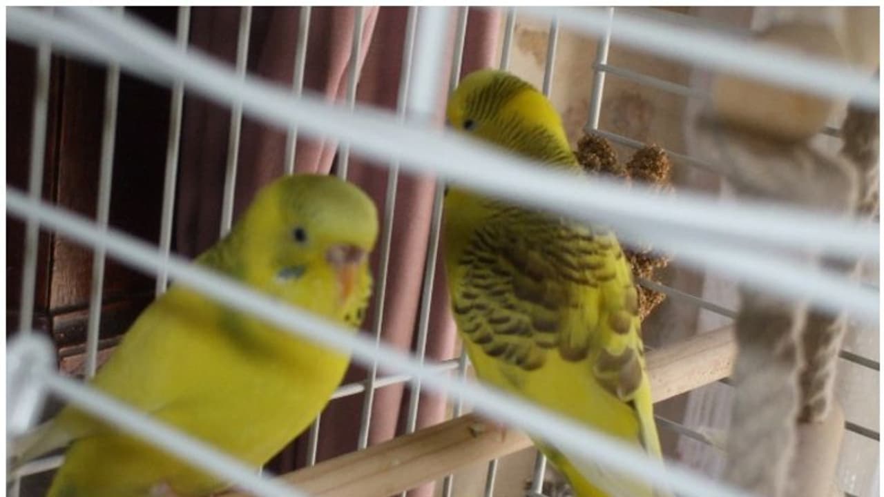 പക്ഷിപ്പനി: കോഴിക്കോട് പക്ഷികളെ ഒളിച്ചുവെക്കുന്നവര്ക്കെതിരെ നിയമ നടപടി പക്ഷിപ്പനി: കോഴിക്കോട് പക്ഷികളെ ഒളിച്ചുവെക്കുന്നവര്ക്കെതിരെ നിയമ നടപടി