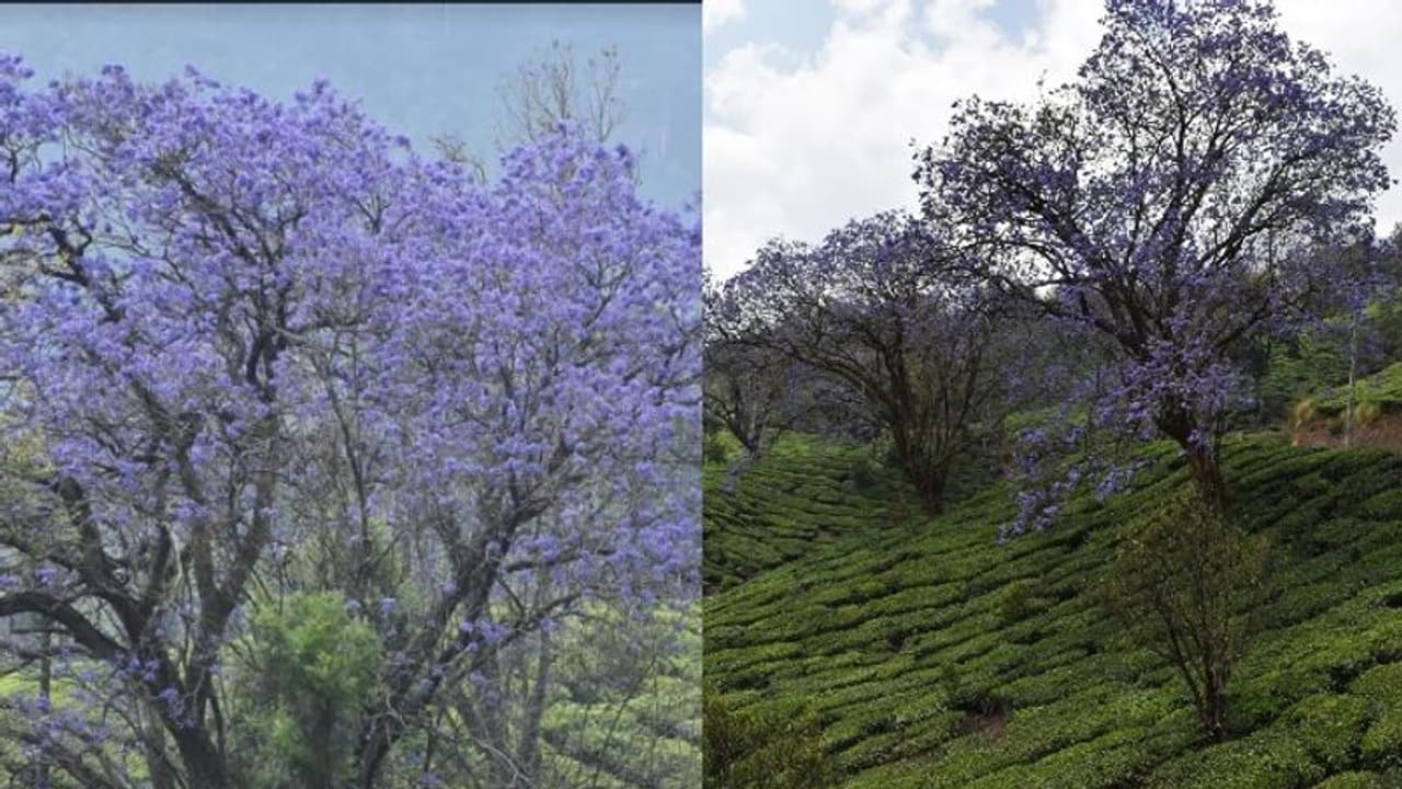 മൂന്നാറിനെ മനോഹരിയാക്കി ജക്രാന്ത പൂക്കൾ; സഞ്ചാരികൾക്ക് ദൃശ്യവിരുന്ന് മൂന്നാറിനെ മനോഹരിയാക്കി ജക്രാന്ത പൂക്കൾ; സഞ്ചാരികൾക്ക് ദൃശ്യവിരുന്ന്