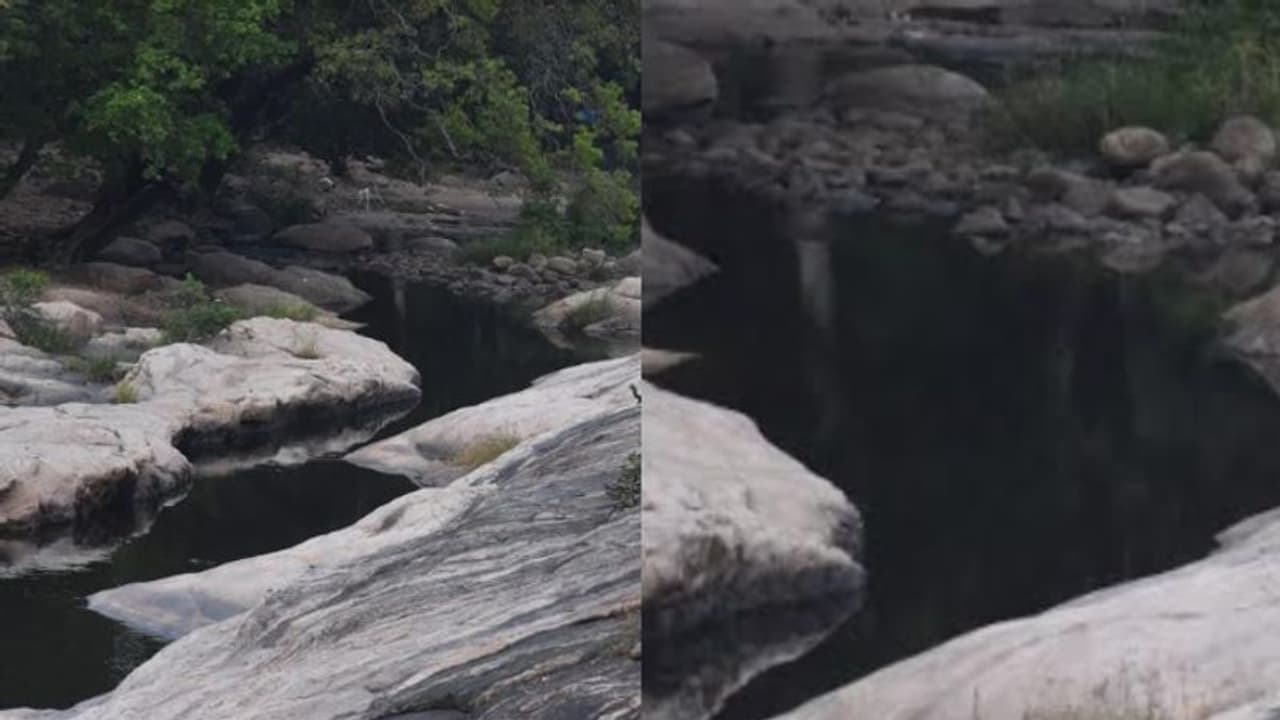 കത്തുന്ന വേനലില്‍ വന്യജീവികളുടെ ഏക ആശ്രയം; മാലിന്യമില്ലാതെ ശുദ്ധമായി ഒഴുകി ചിന്നാര്‍പുഴ