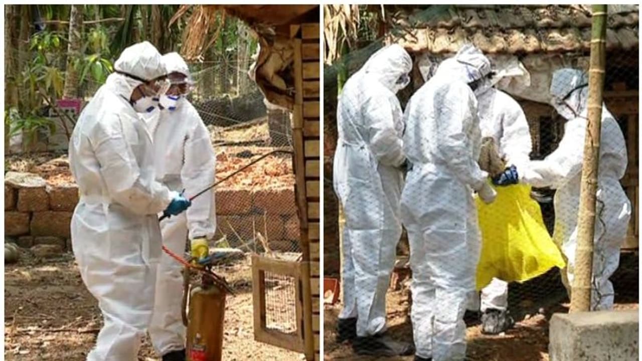 പക്ഷിപ്പനി: കോഴിക്കോട്ട് ഇന്ന് 1700 പക്ഷികളെ കൊന്നു, നാളെയും തുടരും