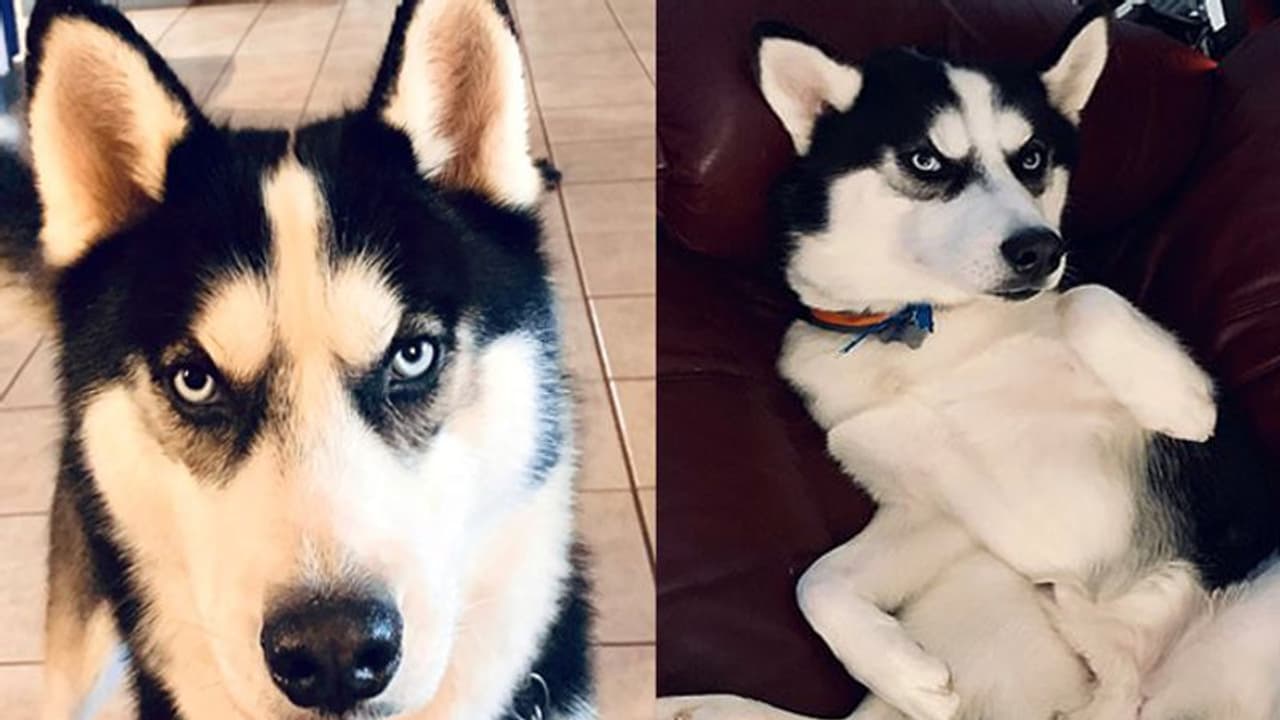 നായയുടെ നെറ്റിയിൽ ലിംഗാകൃതിയിലുള്ള അടയാളം; വെെറലായി ചിത്രങ്ങൾ