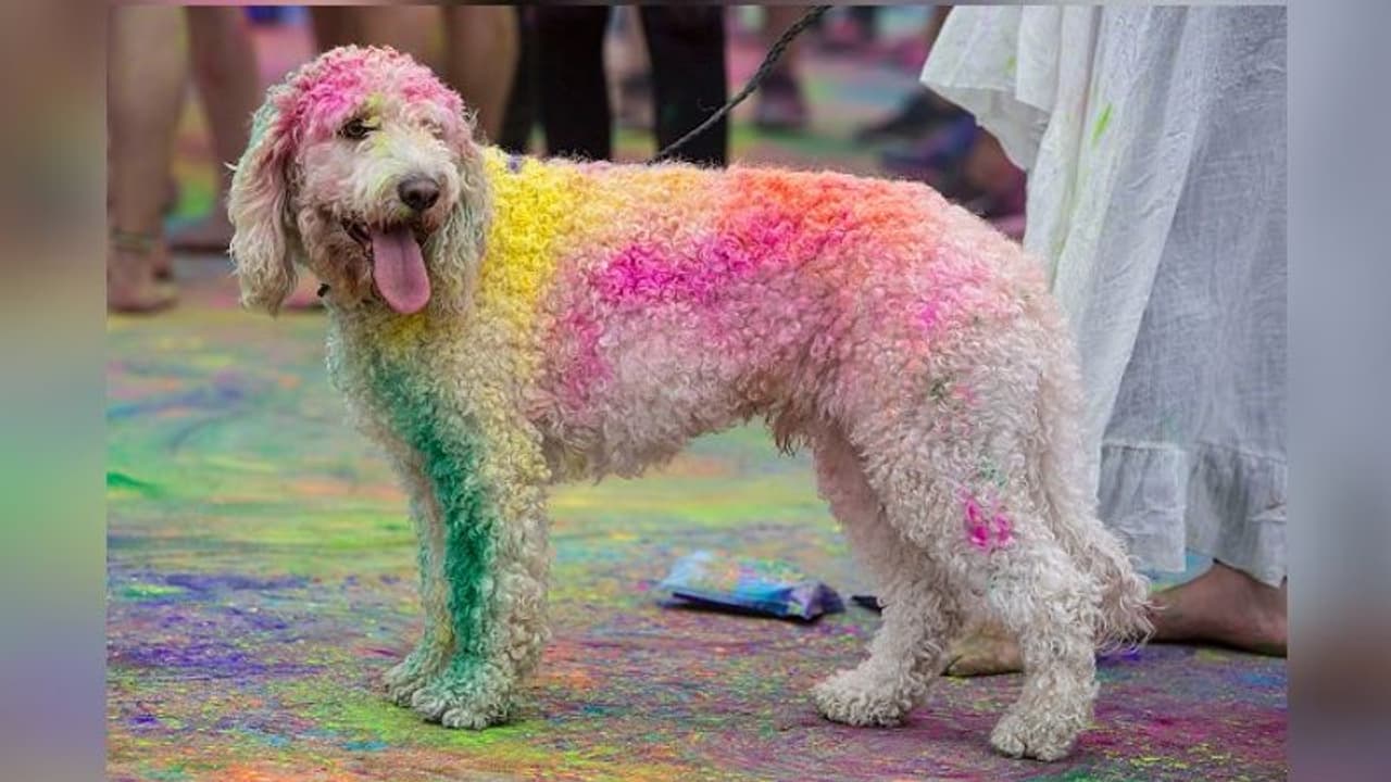 দোলে কুকুরের গায়ে রং দিলেই করতে হবে হাজত বাস, জানাল লালবাজার দোলে কুকুরের গায়ে রং দিলেই করতে হবে হাজত বাস, জানাল লালবাজার