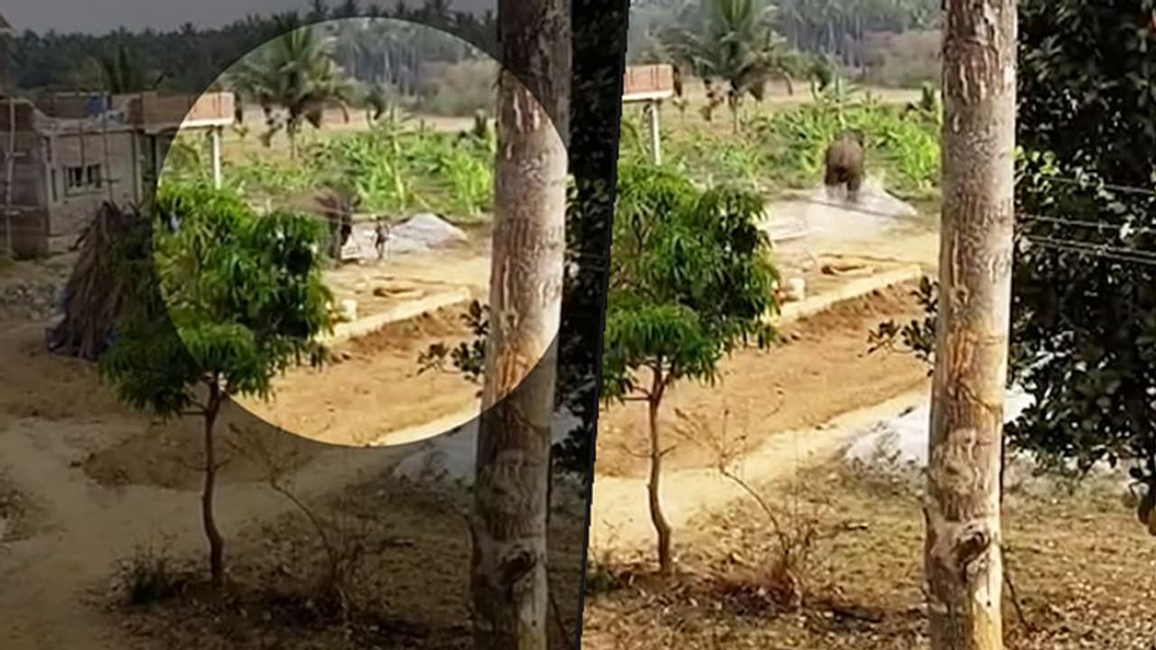 Viral Video: Human animal conflict lone Jumbo tramples man in Tumakuru Viral Video: Human animal conflict lone Jumbo tramples man in Tumakuru