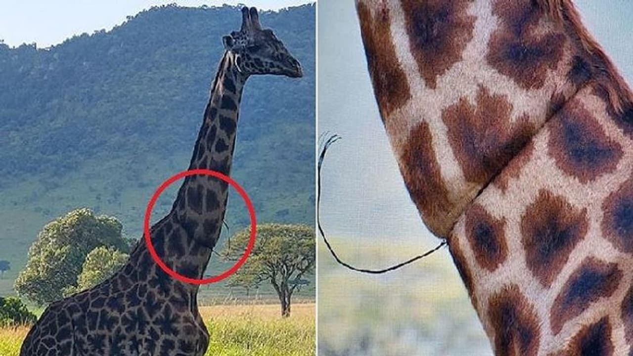 महिला के सामने जाकर रोने लगा जिराफ, गले पर नजर पड़ते ही कांप गया कलेजा महिला के सामने जाकर रोने लगा जिराफ, गले पर नजर पड़ते ही कांप गया कलेजा