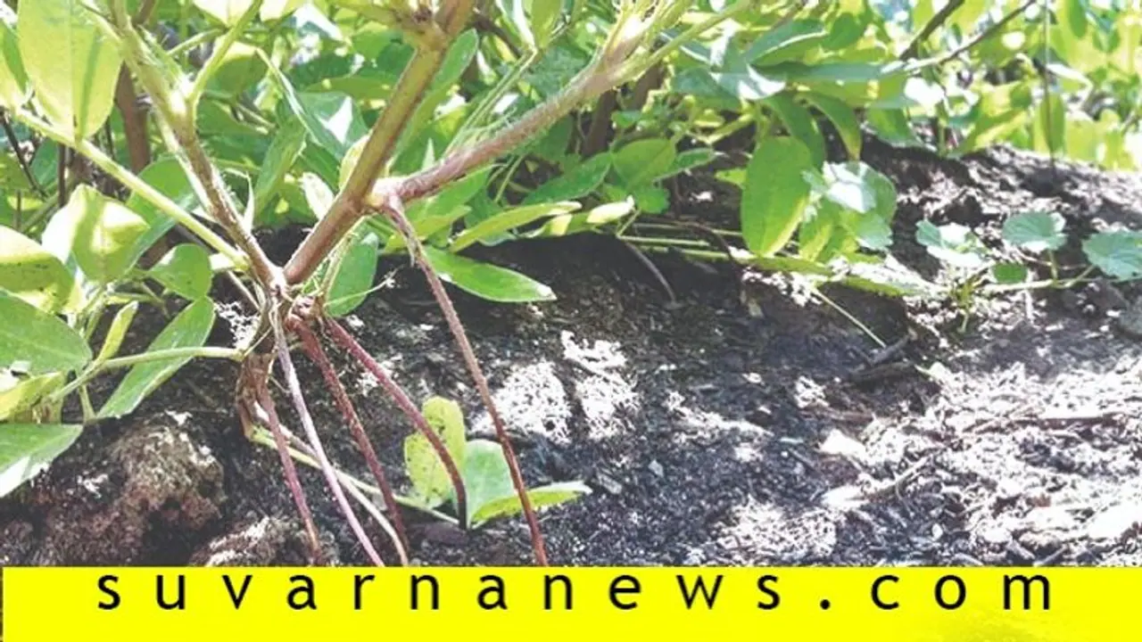 ಜಮೀನಿಗೆ ಜಿಪ್ಸಂ ಯಾಕೆ ಹಾಕ್ಬೇಕು, ಏನದರ ಉಪಯೋಗ? ಜಮೀನಿಗೆ ಜಿಪ್ಸಂ ಯಾಕೆ ಹಾಕ್ಬೇಕು, ಏನದರ ಉಪಯೋಗ?