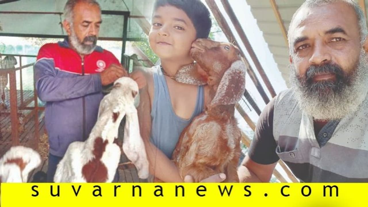 ಜಮುನಾಪುರ ಮೇಕೆ ಮಾಂಸಕ್ಕೂ ಸೈ, ಹಾಲಿಗೂ ಸೈ! ಜಮುನಾಪುರ ಮೇಕೆ ಮಾಂಸಕ್ಕೂ ಸೈ, ಹಾಲಿಗೂ ಸೈ!