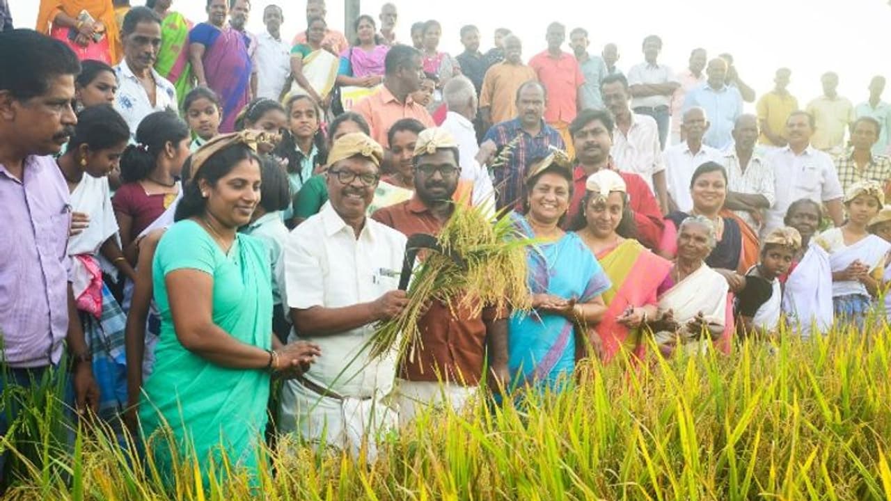 ആവേശമായി കൊയ്ത്തുത്സവം; കുട്ടികർഷകർ കൊയ്തെടുത്തത് നൂറുമേനി ആവേശമായി കൊയ്ത്തുത്സവം; കുട്ടികർഷകർ കൊയ്തെടുത്തത് നൂറുമേനി