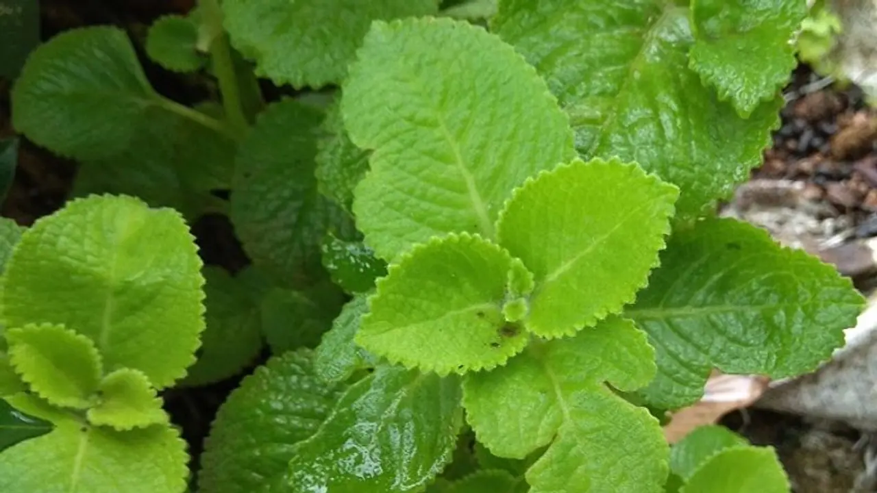 ಮನೆಯಲ್ಲಿ ಇದ್ದರೆ ದೊಡ್ಡ ಪತ್ರೆ, ದೂರ ಇರುವುದು ತಾಪತ್ರೆ 