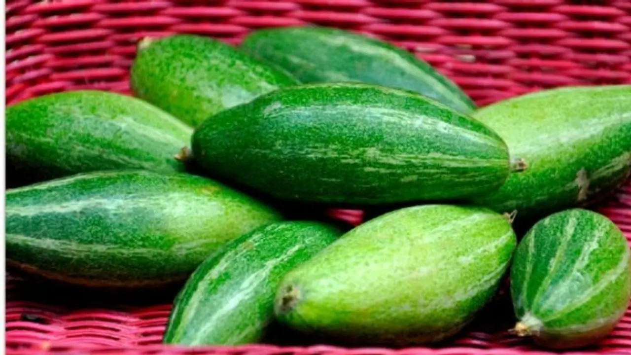 গরমের আগেই বাড়ির এক কোনে সহজেই করতে পারেন পটলের চাষ, জেনে নিন এর পদ্ধতি গরমের আগেই বাড়ির এক কোনে সহজেই করতে পারেন পটলের চাষ, জেনে নিন এর পদ্ধতি