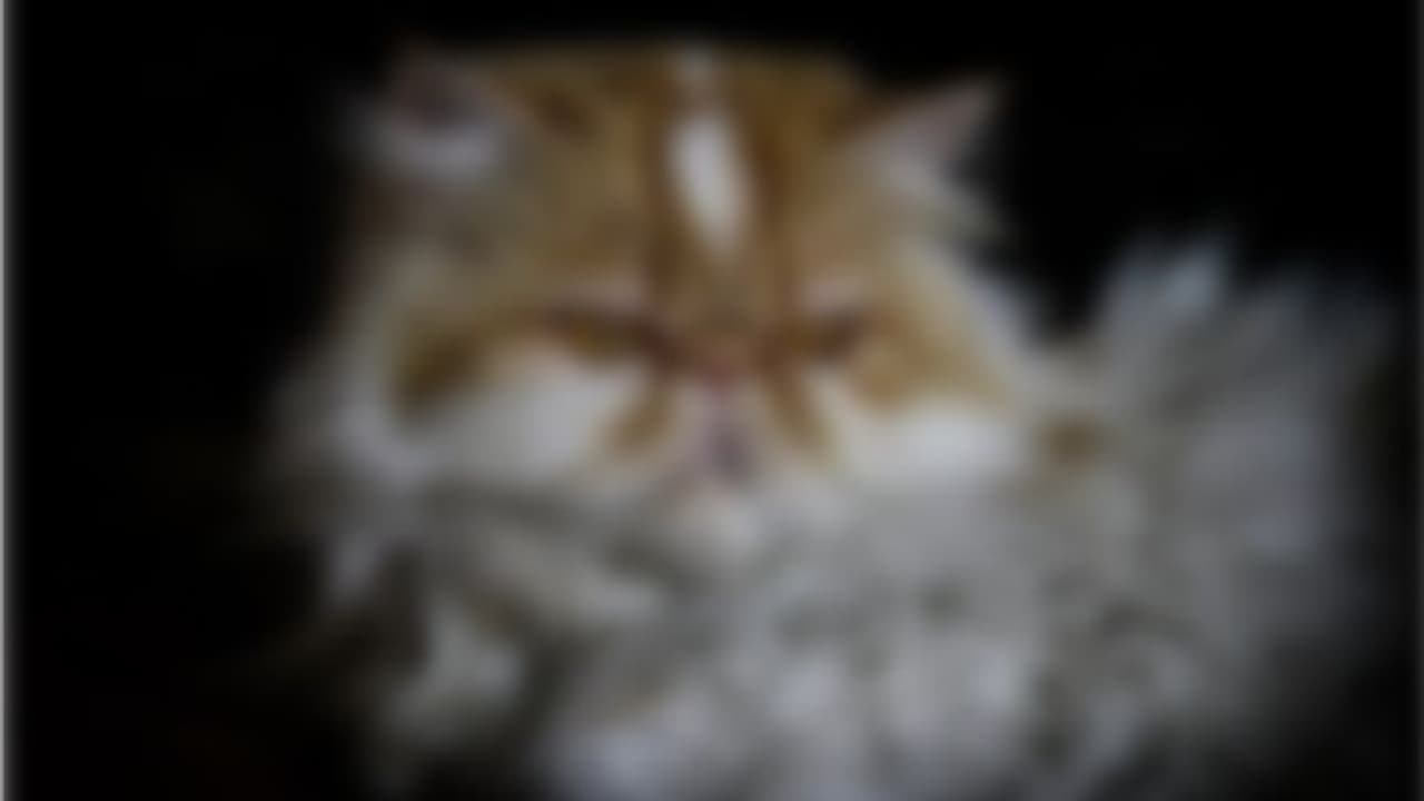 ഇണ ചേരാനെത്തിച്ച പേര്ഷ്യന് പെൺപൂച്ച ചത്തു; മലപ്പുറത്തെ ആൺപൂച്ചയുടെ ഉടമ കുടുങ്ങി ഇണ ചേരാനെത്തിച്ച പേര്ഷ്യന് പെൺപൂച്ച ചത്തു; മലപ്പുറത്തെ ആൺപൂച്ചയുടെ ഉടമ കുടുങ്ങി