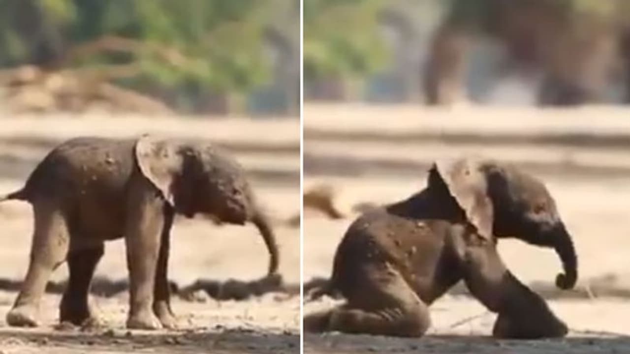 'അയ്യോടാ..'; സോഷ്യല്‍ മീഡിയയുടെ ഉള്ള് കവര്‍ന്ന് കുട്ടിയാന...