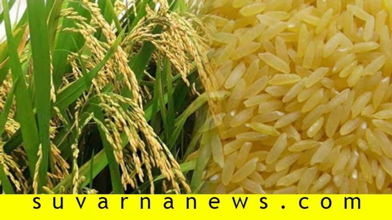 ಮಧುಮೇಹಿಗಳ ಗೋಲ್ಡನ್‌ ರೈಸ್‌ ಹೃದಯ ಬೇನೆಗೂ ರಾಮಬಾಣ!