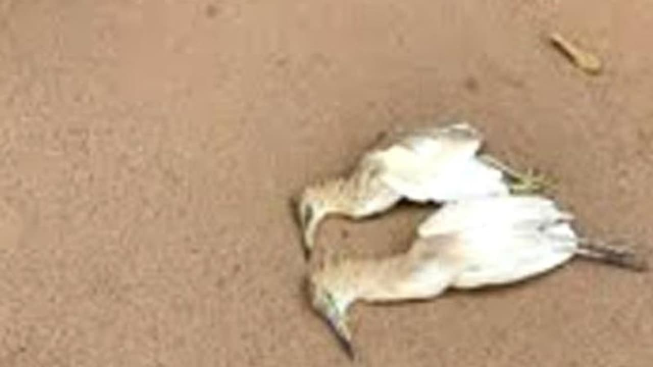 ಇದ್ದಕ್ಕಿದ್ದಂತೆ ಸತ್ತು ಬೀಳುತ್ತಿವೆ ಕೊಕ್ಕರೆ, ಕೋಳಿಗಳು : ಸರಣಿ ಸಾವು ತಂದಿದೆ ಆತಂಕ ಇದ್ದಕ್ಕಿದ್ದಂತೆ ಸತ್ತು ಬೀಳುತ್ತಿವೆ ಕೊಕ್ಕರೆ, ಕೋಳಿಗಳು : ಸರಣಿ ಸಾವು ತಂದಿದೆ ಆತಂಕ