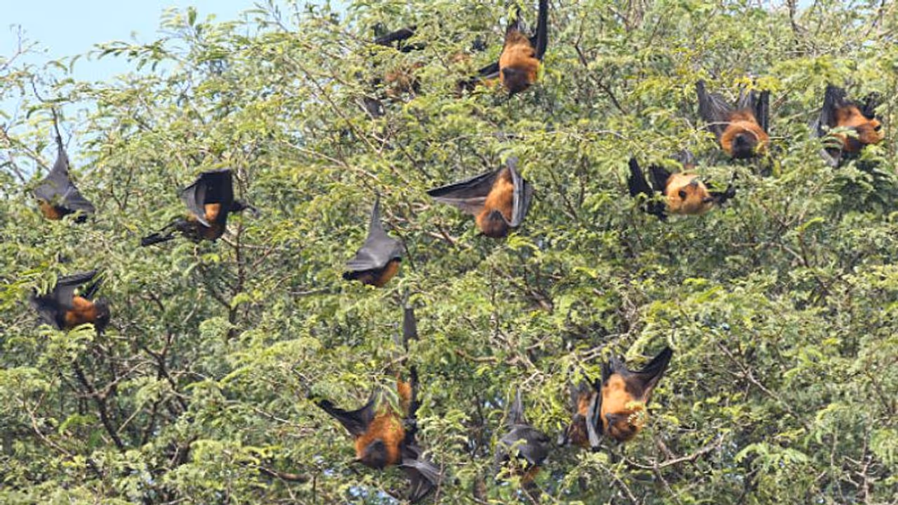 ভারতেও এবার বাদুড় আতঙ্ক, আইসিএমআর এর গবেষণায় করোনা মিলল দুই প্রজাতির দেহে ভারতেও এবার বাদুড় আতঙ্ক, আইসিএমআর এর গবেষণায় করোনা মিলল দুই প্রজাতির দেহে