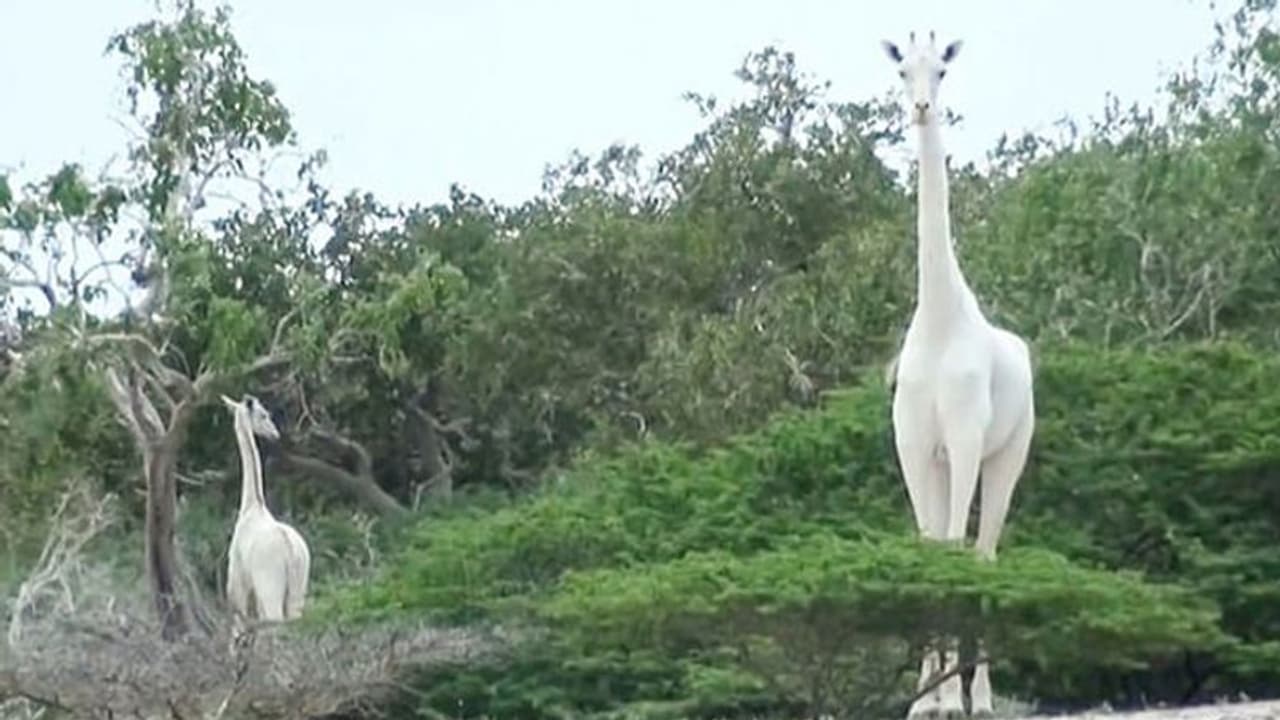 ಜನ್ಮಕ್ಕಿಷ್ಟು.. ಭೂಮಿ ಮೇಲಿದ್ದ ಒಂದೇ ಒಂದು ಬಿಳಿ ಹೆಣ್ಣು ಜಿರಾಫೆಯನ್ನು ಕೊಂದು ತಿಂದ ಮಾನವ!