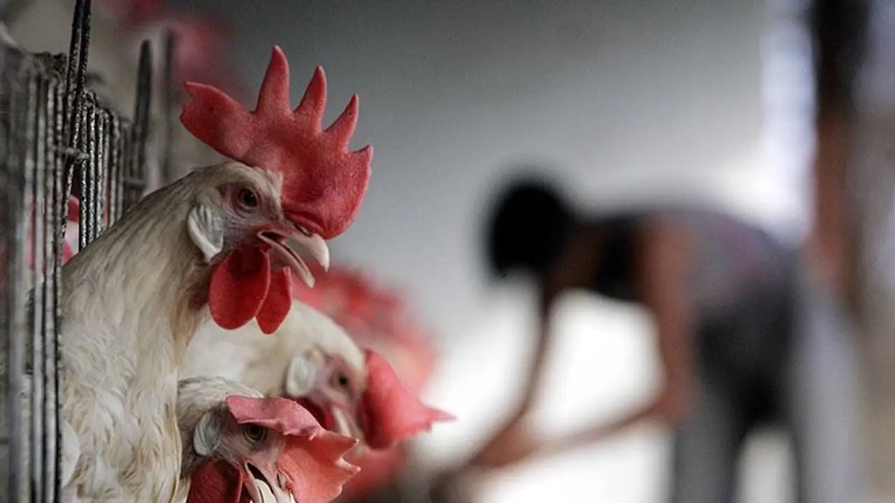 కరోనా ఎఫెక్ట్.. చికెన్ ప్రియులకు పండగ.. ఉచితంగా కోళ్లు..! కరోనా ఎఫెక్ట్.. చికెన్ ప్రియులకు పండగ.. ఉచితంగా కోళ్లు..!