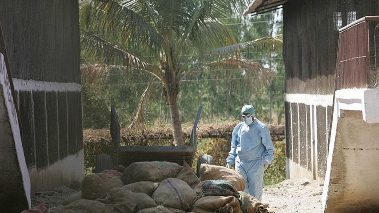 പക്ഷിപ്പനി; പരപ്പനങ്ങാടിയില് കോഴികളെയും വളര്ത്തുപക്ഷികളെയും കൊന്നുതുടങ്ങി പക്ഷിപ്പനി; പരപ്പനങ്ങാടിയില് കോഴികളെയും വളര്ത്തുപക്ഷികളെയും കൊന്നുതുടങ്ങി