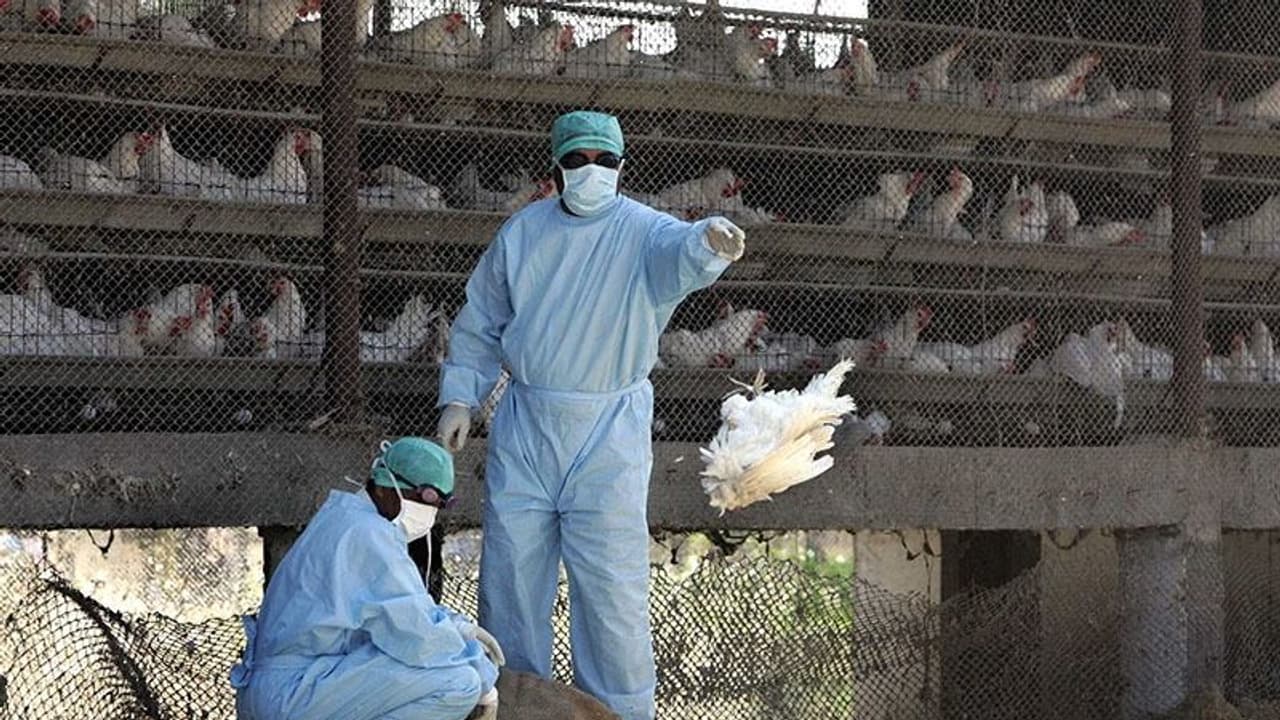 പക്ഷിപ്പനി ആശങ്ക: തിരുവനന്തപുരത്തും പാലക്കാടും പക്ഷികള് കൂട്ടമായി ചത്ത നിലയില് പക്ഷിപ്പനി ആശങ്ക: തിരുവനന്തപുരത്തും പാലക്കാടും പക്ഷികള് കൂട്ടമായി ചത്ത നിലയില്