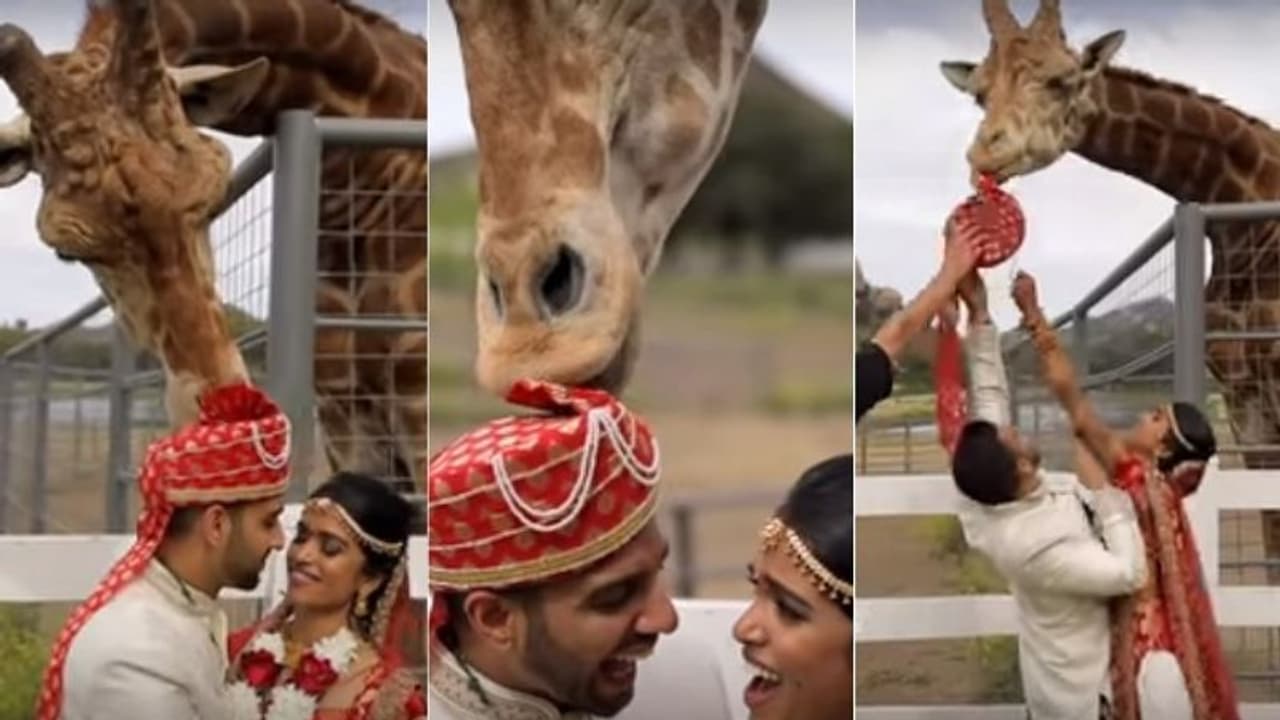 'എന്നോടാ കളി'; ഫോട്ടോ ഷൂട്ടിനിടെ വരന്റ തലപ്പാവ് അടിച്ചുമാറ്റി ജിറാഫ്; വീഡിയോ വൈറൽ !