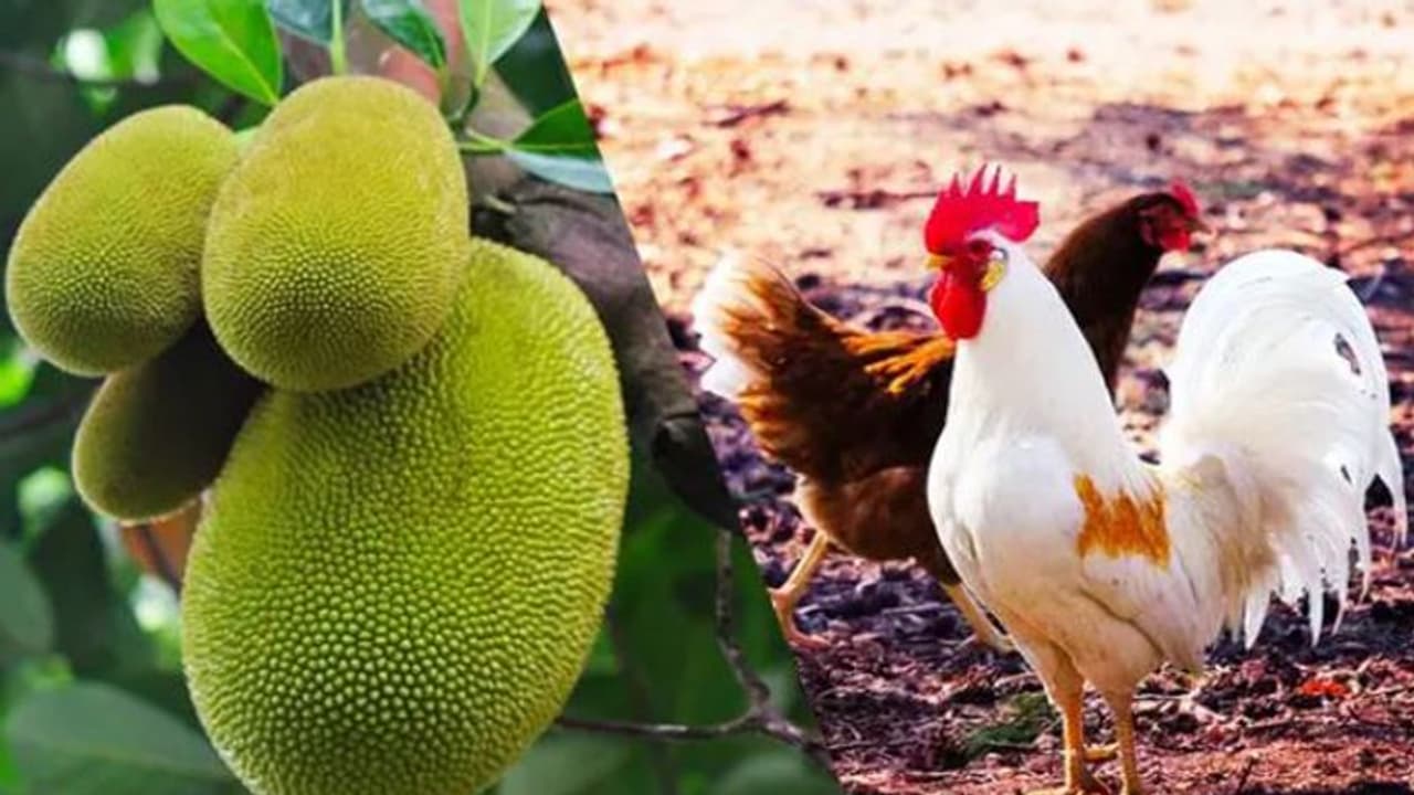 ബിരിയാണിയിൽ ചിക്കന് പകരം ചക്ക; കൊറോണ കാലത്തെ ഭക്ഷണപരീക്ഷണങ്ങൾ ബിരിയാണിയിൽ ചിക്കന് പകരം ചക്ക; കൊറോണ കാലത്തെ ഭക്ഷണപരീക്ഷണങ്ങൾ