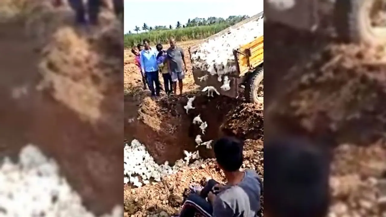 কর্নাটকে গণকবর, মাটিতে জ্যান্ত পুঁতে দেওয়া হল ৬০০০ মুরগি কর্নাটকে গণকবর, মাটিতে জ্যান্ত পুঁতে দেওয়া হল ৬০০০ মুরগি