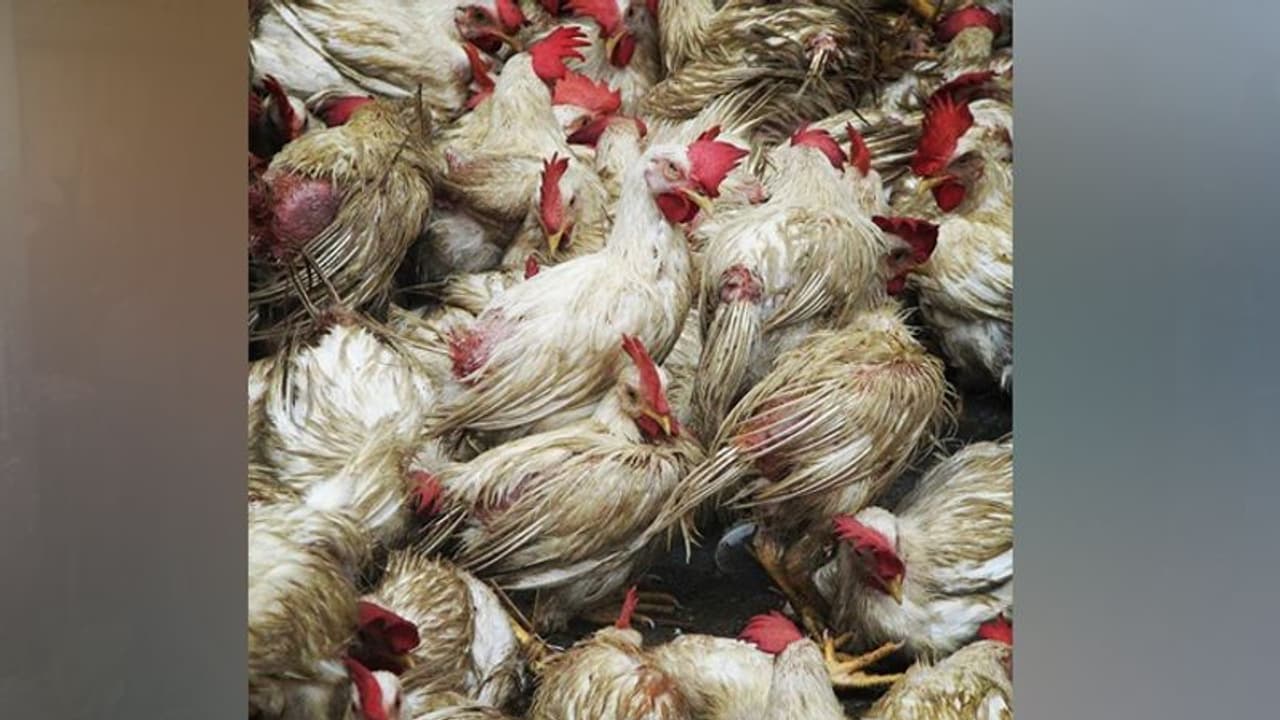 ಕೊರೋನಾ, ಹಕ್ಕಿಜ್ವರ ಭೀತಿ: 2500 ಕೋಳಿಗಳ ಮಾರಣಹೋಮ ಕೊರೋನಾ, ಹಕ್ಕಿಜ್ವರ ಭೀತಿ: 2500 ಕೋಳಿಗಳ ಮಾರಣಹೋಮ