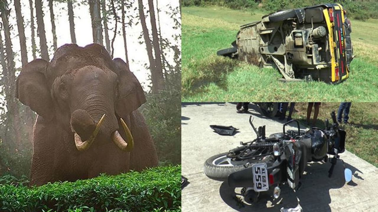 ഓട്ടോ ചതുപ്പിലേക്കെറിഞ്ഞു, നിര്ത്തിയിട്ടിരുന്ന വാഹനങ്ങള് തകര്ത്തു; ഇടുക്കിയില് ഒറ്റയാന്റെ വിളയാട്ടം ഓട്ടോ ചതുപ്പിലേക്കെറിഞ്ഞു, നിര്ത്തിയിട്ടിരുന്ന വാഹനങ്ങള് തകര്ത്തു; ഇടുക്കിയില് ഒറ്റയാന്റെ വിളയാട്ടം