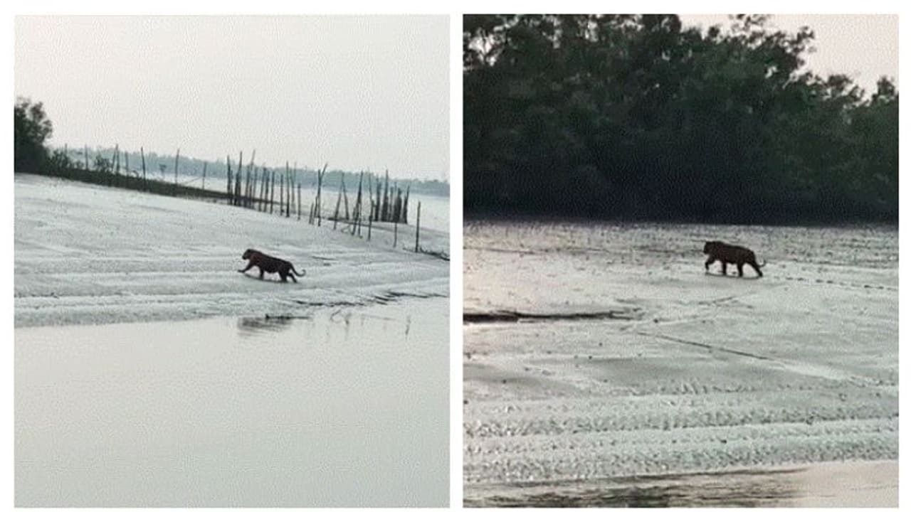 রাজকীয় ভঙ্গিতে হেঁটে যাচ্ছেন বাঘমামা, পর্যটকদের ক্যামেরাবন্দি হলেন দক্ষিণ রায় রাজকীয় ভঙ্গিতে হেঁটে যাচ্ছেন বাঘমামা, পর্যটকদের ক্যামেরাবন্দি হলেন দক্ষিণ রায়