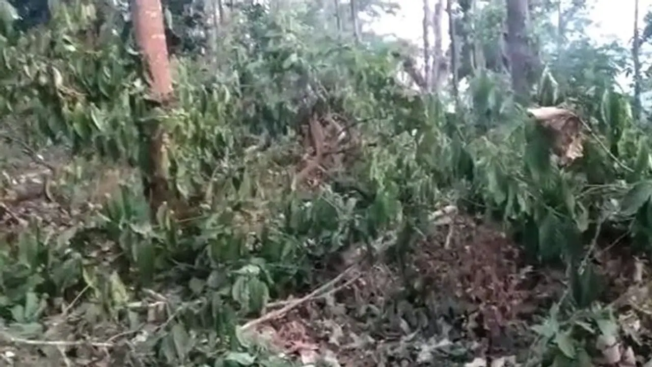 ಕಾಫಿನಾಡಲ್ಲಿ 4 ಎಕರೆ ಕಾಫಿ ತೋಟ ಕಡಿದು ಹಾಕಿದ ಅಧಿಕಾರಿಗಳು