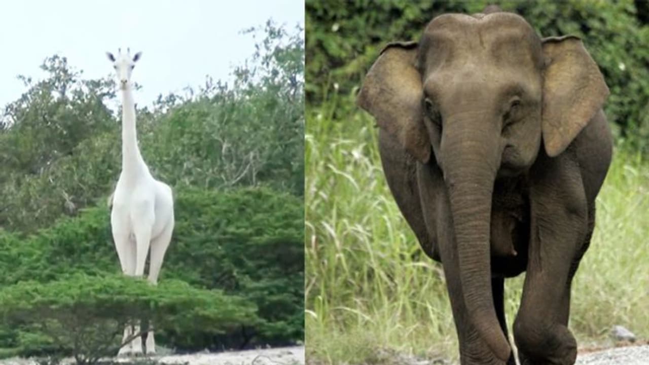 മനുഷ്യരെങ്ങനെയിത്ര ക്രൂരന്മാരാകുന്നു? വെള്ള ജിറാഫ് മുതല് പിഗ്മി ആന വരെ, വന്യജീവികളെ കൊന്നൊടുക്കുന്ന ലോകം മനുഷ്യരെങ്ങനെയിത്ര ക്രൂരന്മാരാകുന്നു? വെള്ള ജിറാഫ് മുതല് പിഗ്മി ആന വരെ, വന്യജീവികളെ കൊന്നൊടുക്കുന്ന ലോകം