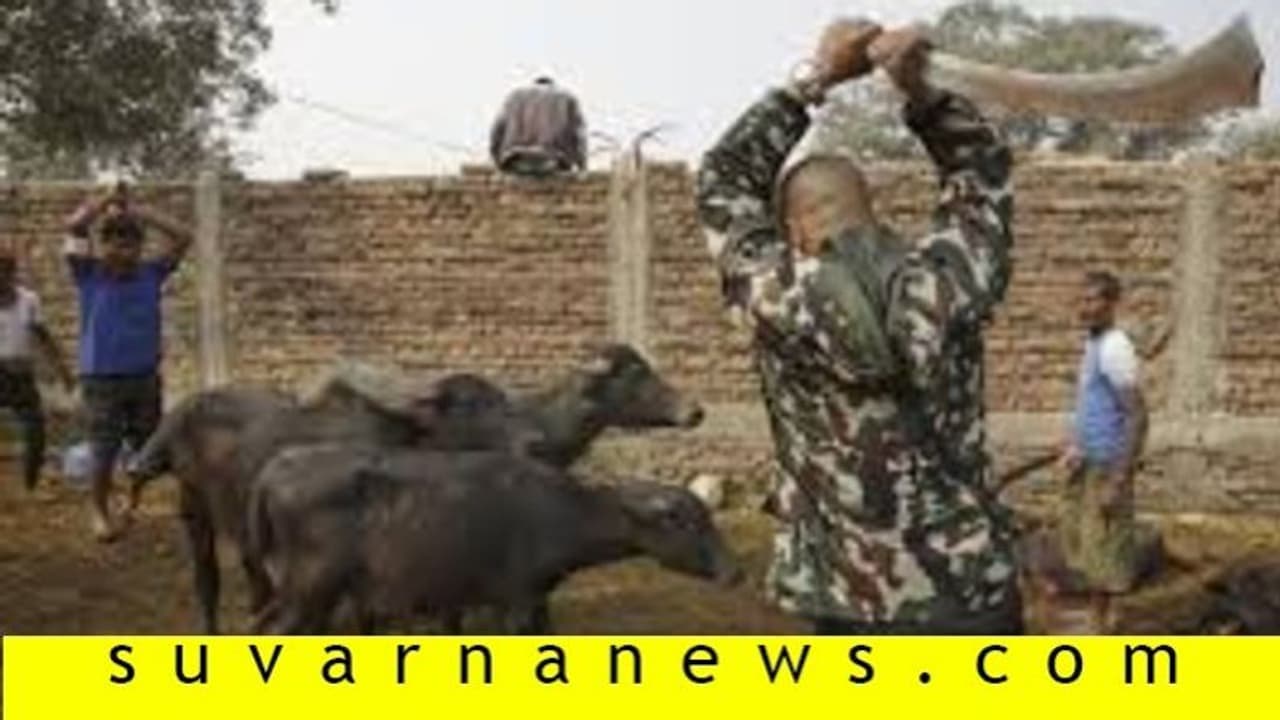 ಕೋಣ ಬಲಿಗೆ ಅಧಿಕಾರಿಗಳ ತಡೆ: ಭಕ್ತರ ಹಟ, ದೇಗುಲಕ್ಕೆ ಬೀಗ