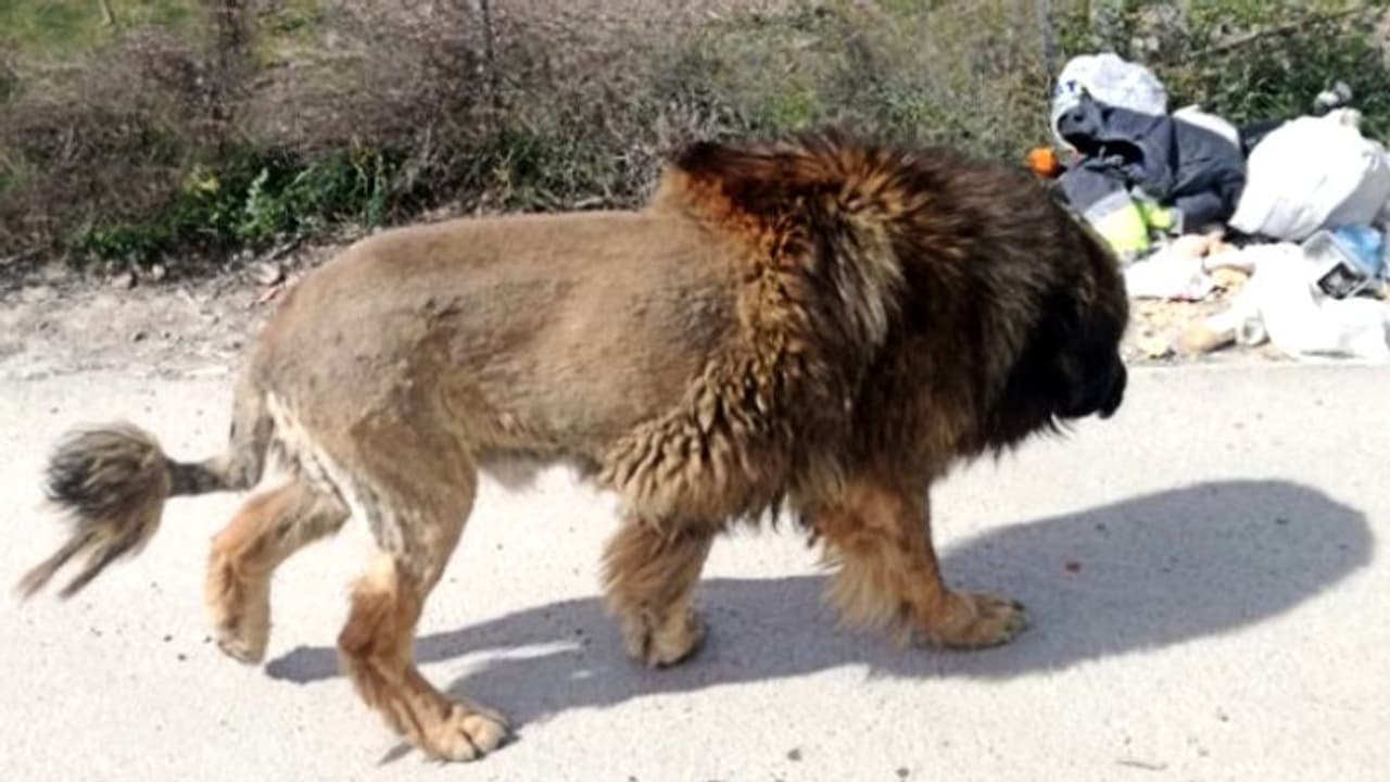 কুকুরের আজব কেশসজ্জা, লোকালয়ে সিংহ আতঙ্কে ঘুম ছুটল পুলিশের কুকুরের আজব কেশসজ্জা, লোকালয়ে সিংহ আতঙ্কে ঘুম ছুটল পুলিশের