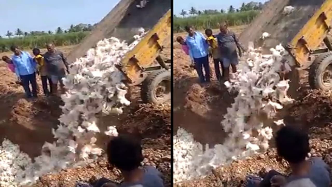 ಕೊರೋನಾ ಭೀತಿ: ಚಿಕನ್ ಕೇಳೋರೆ ಇಲ್ಲ, 18000 ಕೋಳಿ ಜೀವಂತ ಸಮಾಧಿ ಕೊರೋನಾ ಭೀತಿ: ಚಿಕನ್ ಕೇಳೋರೆ ಇಲ್ಲ, 18000 ಕೋಳಿ ಜೀವಂತ ಸಮಾಧಿ