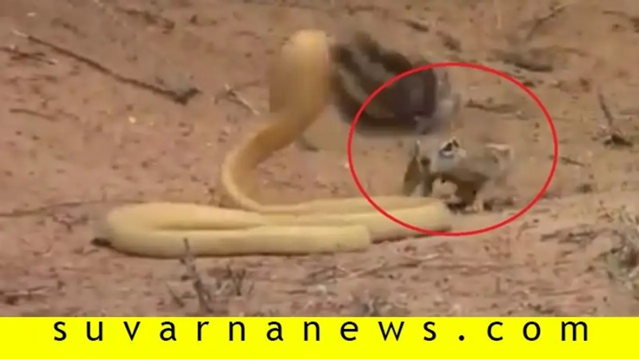 ಕಂದನ ಉಳಿಸಲು ನಾಗನನ್ನೇ ಎದುರಾಕ್ಕೊಂಡ ತಾಯಿ ಅಳಿಲು: ಕೊನೆಗೆ ಆಗಿದ್ದೇನು?