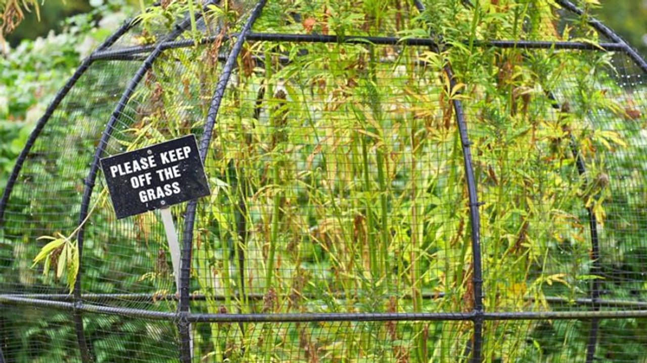 കഞ്ചാവ് മുതല് ആളെക്കൊല്ലിയായ ഉഗ്രവിഷമുള്ള ചെടി വരെ; ആ വിഷപ്പൂന്തോട്ടം ഉണ്ടായത് ഇങ്ങനെ കഞ്ചാവ് മുതല് ആളെക്കൊല്ലിയായ ഉഗ്രവിഷമുള്ള ചെടി വരെ; ആ വിഷപ്പൂന്തോട്ടം ഉണ്ടായത് ഇങ്ങനെ