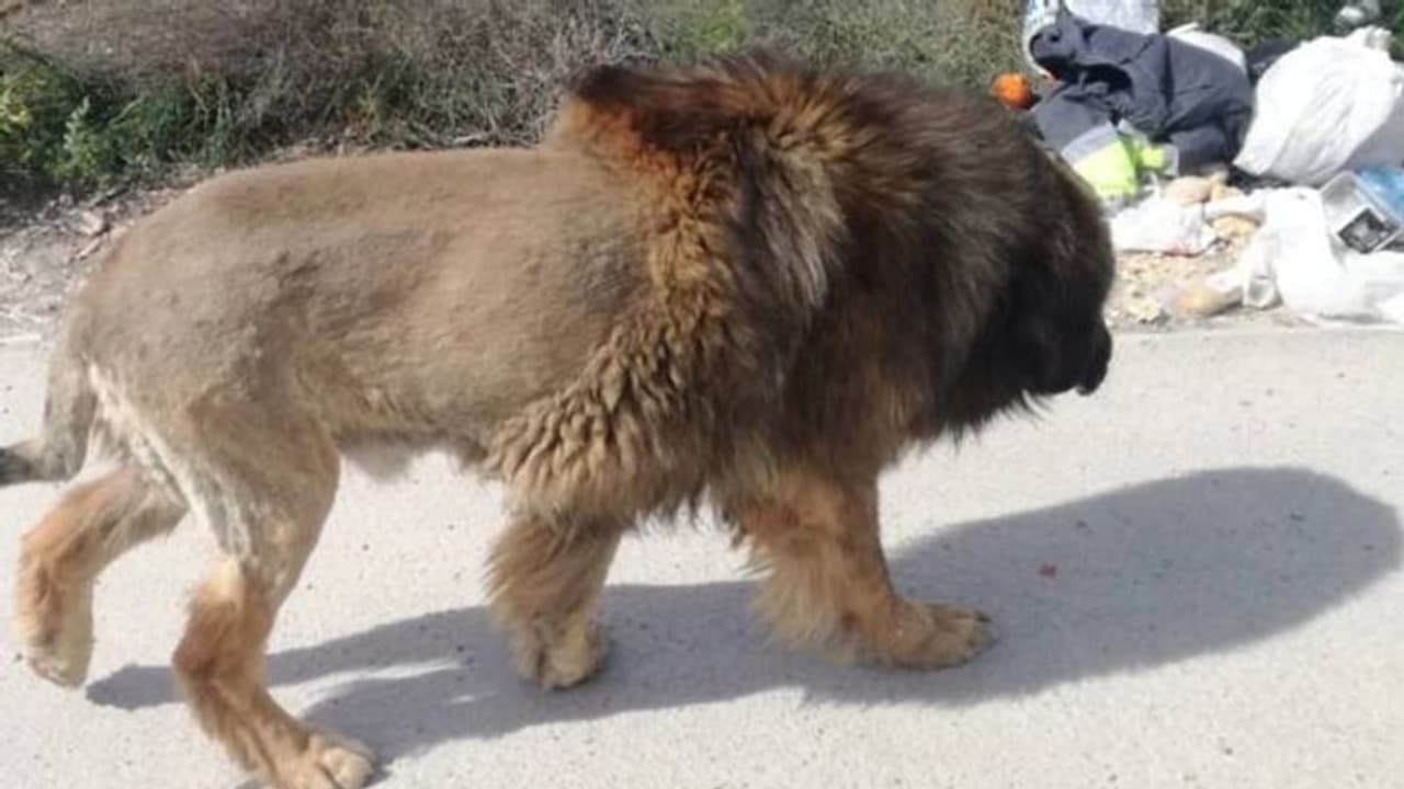 തെരുവില് സിംഹം അലഞ്ഞ് നടക്കുന്നുവെന്ന് സന്ദേശങ്ങള്; പാഞ്ഞെത്തിയ പൊലീസ് കണ്ടത് നായയെ ! തെരുവില് സിംഹം അലഞ്ഞ് നടക്കുന്നുവെന്ന് സന്ദേശങ്ങള്; പാഞ്ഞെത്തിയ പൊലീസ് കണ്ടത് നായയെ !