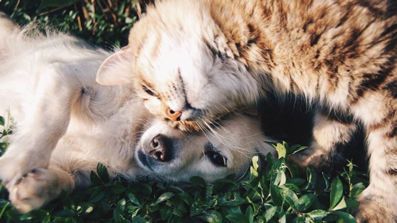 കൊവിഡ് 19; വളര്ത്തു മൃഗങ്ങളെ ഇഷ്ടപ്പെടുന്നവരുടെ ശ്രദ്ധയ്ക്ക്... കൊവിഡ് 19; വളര്ത്തു മൃഗങ്ങളെ ഇഷ്ടപ്പെടുന്നവരുടെ ശ്രദ്ധയ്ക്ക്...