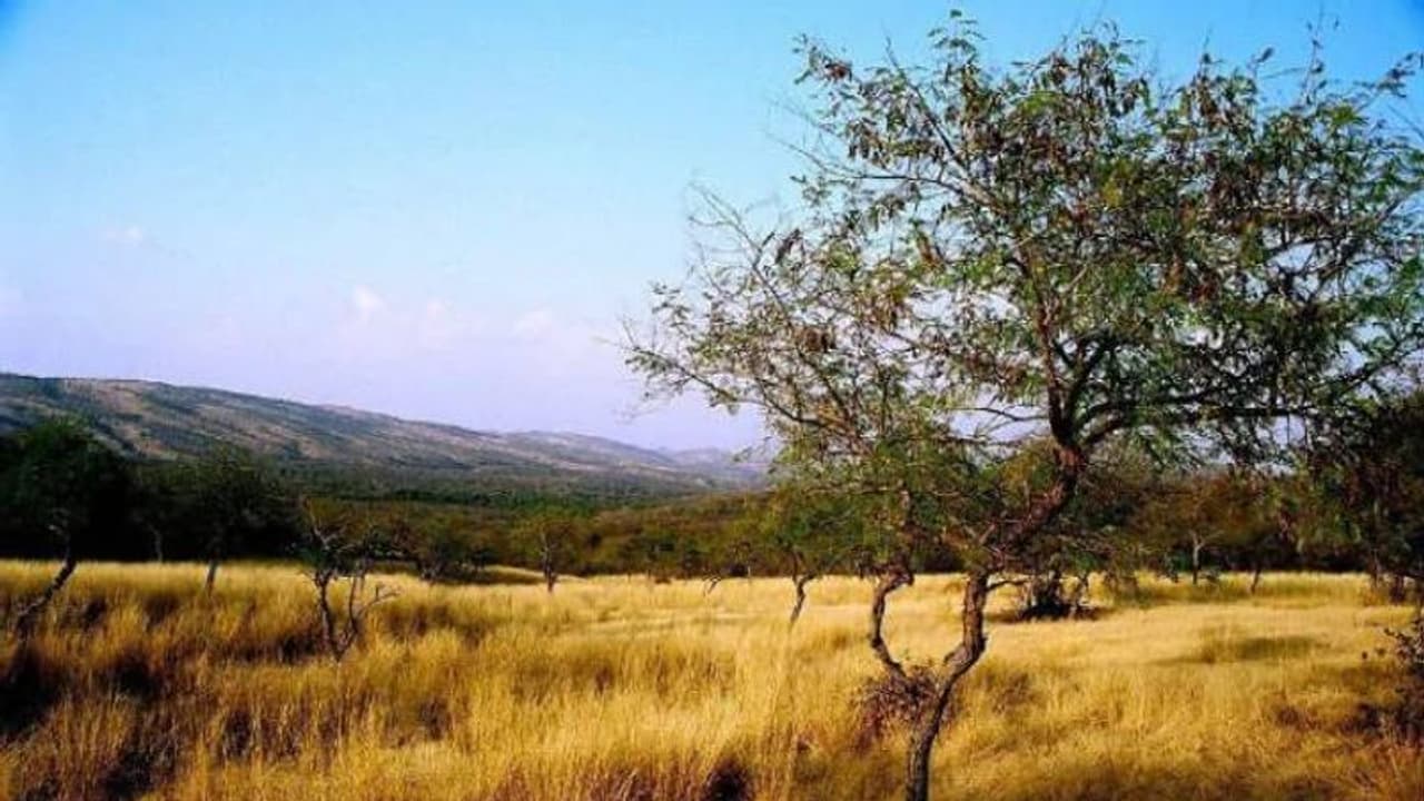 ഈ ചിത്രത്തില്‍ എത്ര കടുവകള്‍? സോഷ്യല്‍ മീഡിയയെ കുഴക്കിയ ചിത്രം !