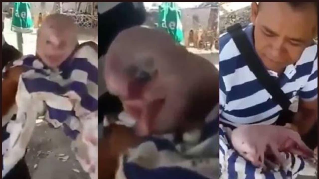 മനുഷ്യന്‍റെ മുഖത്തോടെ ജനിച്ച പന്നിക്കുട്ടി വീഡിയോ വൈറല്‍