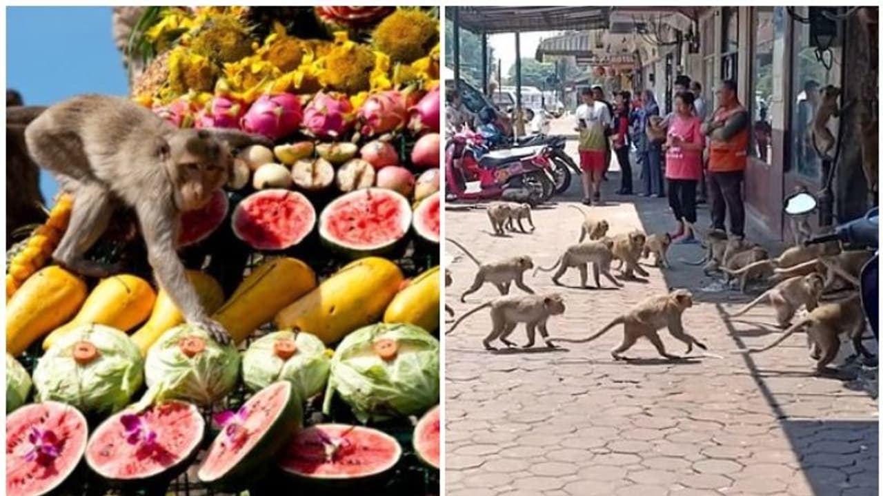 സ്ഥിരമായി ഊട്ടിയിരുന്ന ടൂറിസ്റ്റുകൾ കൊവിഡ് 19 പേടിച്ച് വരാതായി; വിശന്ന് നിരത്ത് കയ്യടക്കി കുരങ്ങന്മാർ