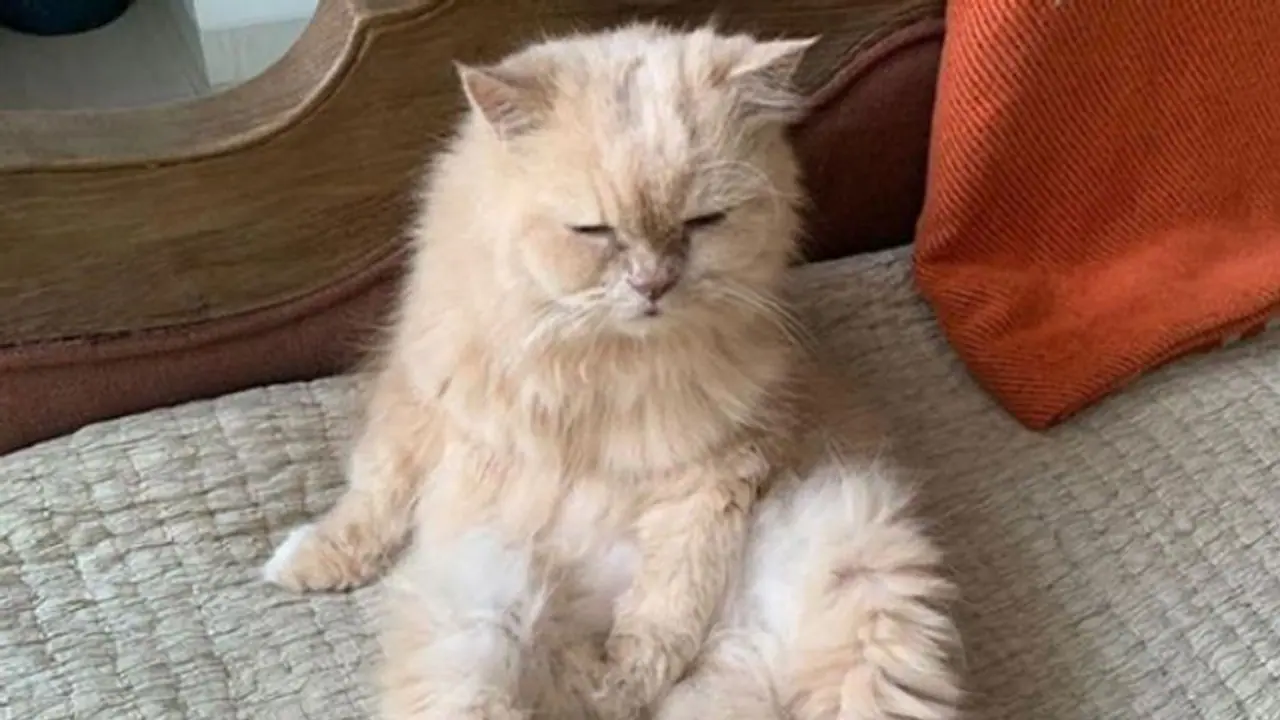 17 വര്‍ഷത്തെ ബന്ധം; പ്രിയപ്പെട്ട പൂച്ചയുടെ വേര്‍പാടില്‍ വേദന പങ്കിട്ട് നടന്‍...