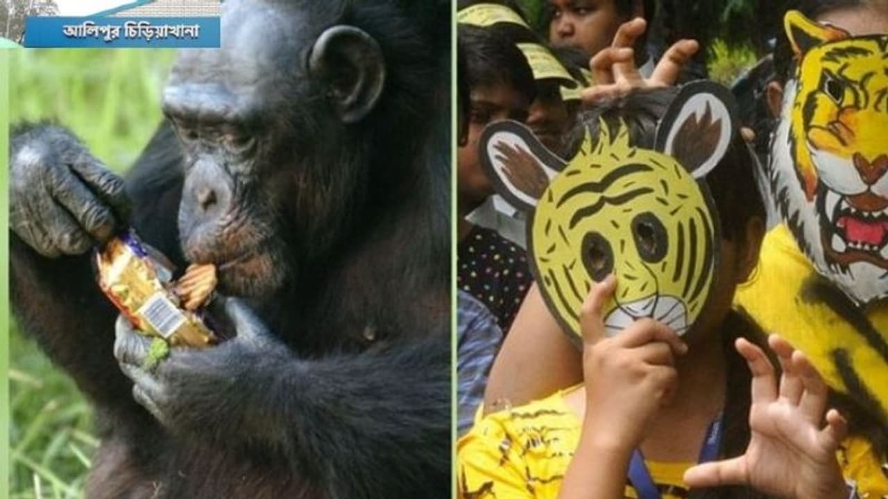 ১০ বছরের শিশুরও প্রবেশে ছাড় আলিপুর চিড়িয়াখানায়, শীতের আমেজে ঘুরে আসুন স্বপরিবারে