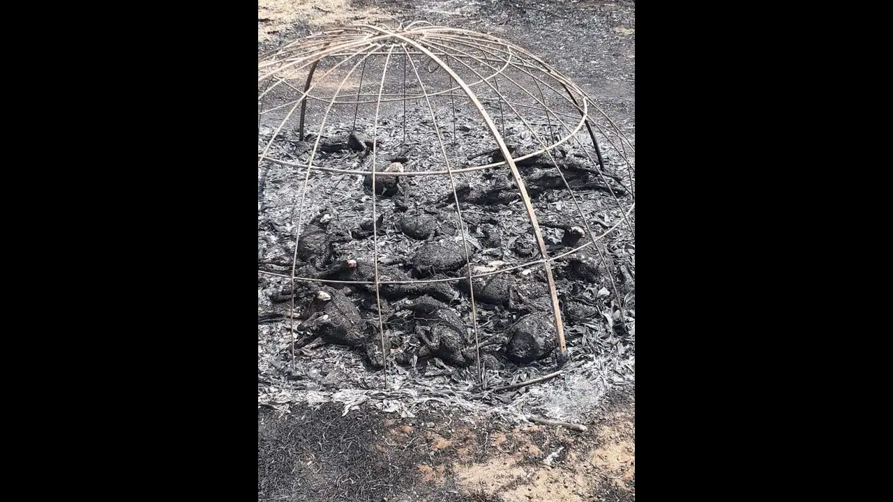 கொழுந்துவிட்டு எரிந்த தீ..! 60 ஆடுக்குட்டிகள் கருகி பரிதாப பலி..! கொழுந்துவிட்டு எரிந்த தீ..! 60 ஆடுக்குட்டிகள் கருகி பரிதாப பலி..!