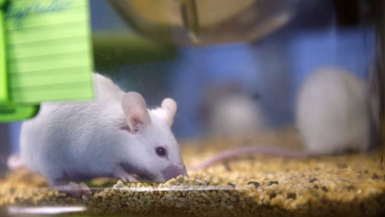 కరోనాకు వ్యాక్సిన్... జంతువులపై వ్యాక్సిన్: చైనా శాస్త్రవేత్తల పరిశోధన