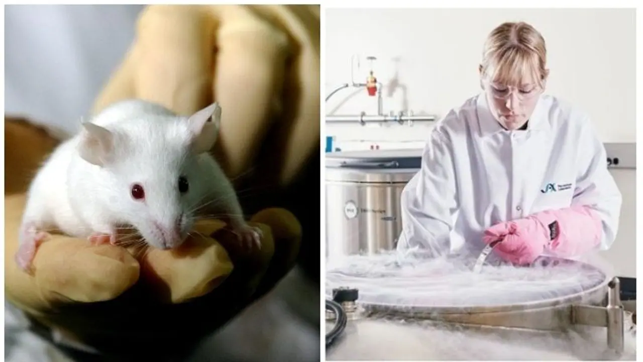 എലികൾക്ക് ക്ഷാമം, കൊവിഡ് 19 വാക്സിൻ കണ്ടെത്തുന്നത് വൈകിയേക്കുമെന്ന് ഗവേഷകർ എലികൾക്ക് ക്ഷാമം, കൊവിഡ് 19 വാക്സിൻ കണ്ടെത്തുന്നത് വൈകിയേക്കുമെന്ന് ഗവേഷകർ