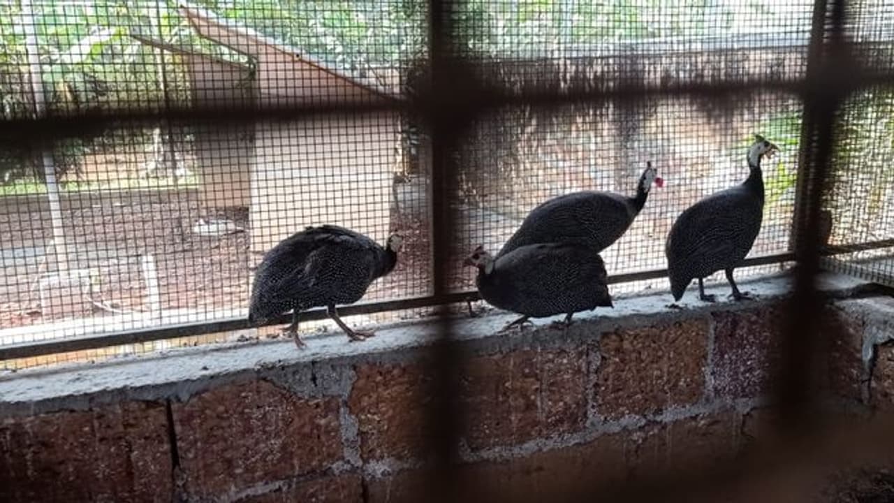 ಕೇರಳದಿಂದ ಬಂದ 1 ಕೋಳಿಯಿಂದ ಮಂಡ್ಯದಲ್ಲಿ ಹಕ್ಕಿಜ್ವರ