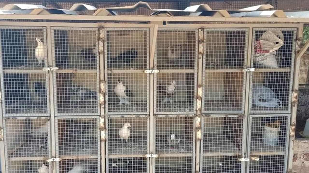 bird flu killing pet birds