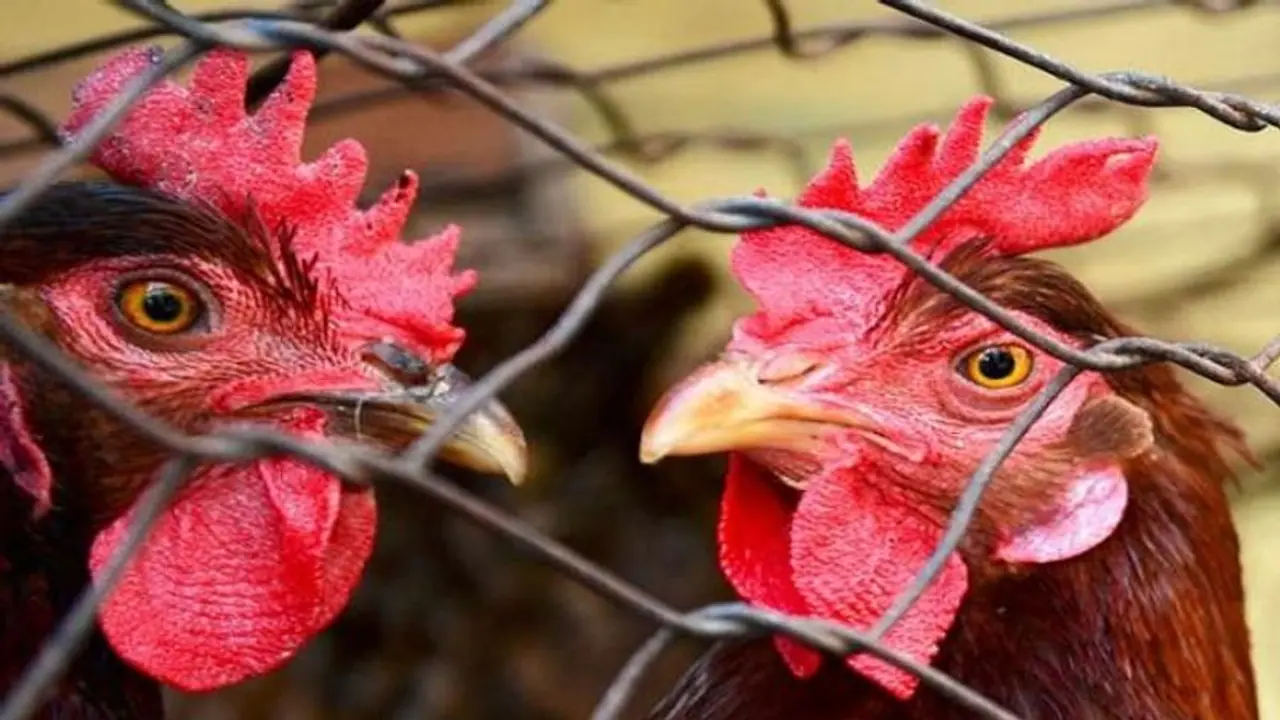 ಕೊರೋನಾ ಆತಂಕ: 100 ರೂಪಾಯಿಗೆ 5 ಕೋಳಿ, ನೂರಾರು ಕೋಳಿ ಮಾರಾಟ ಕೊರೋನಾ ಆತಂಕ: 100 ರೂಪಾಯಿಗೆ 5 ಕೋಳಿ, ನೂರಾರು ಕೋಳಿ ಮಾರಾಟ