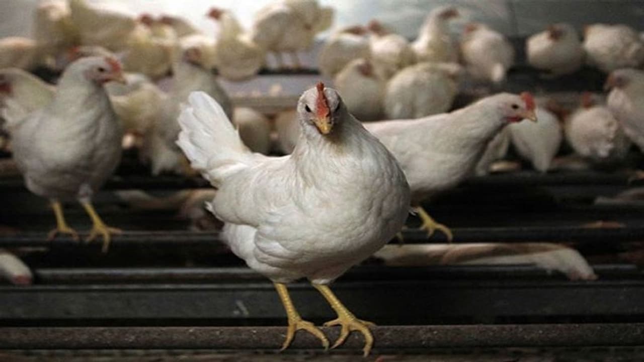 లాక్ డౌన్ ఎఫెక్ట్... భారీగా పెరిగిన చికెన్, మటన్ ధరలు